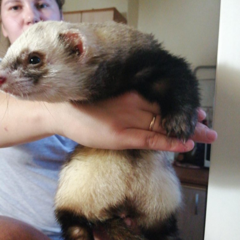 малёк хорёк хорёк. хорек на руках. хорек в добрые руки. ручной хорек. хорек на руках.