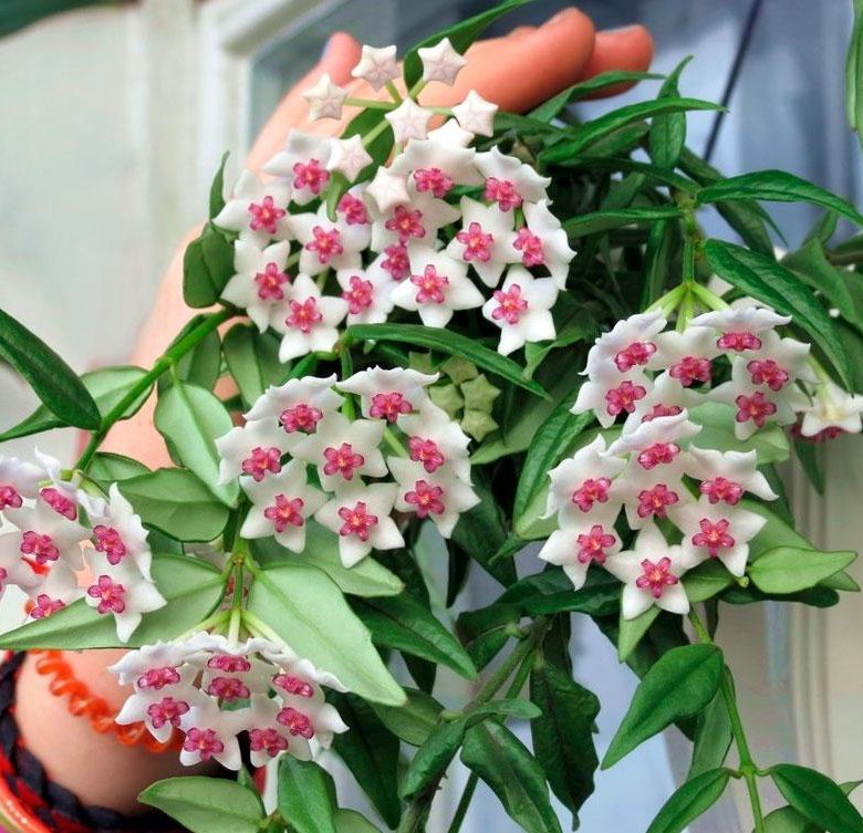 Хойя /ЧЕРЕНОК Прочее. Декоративноцветущие растения для дома