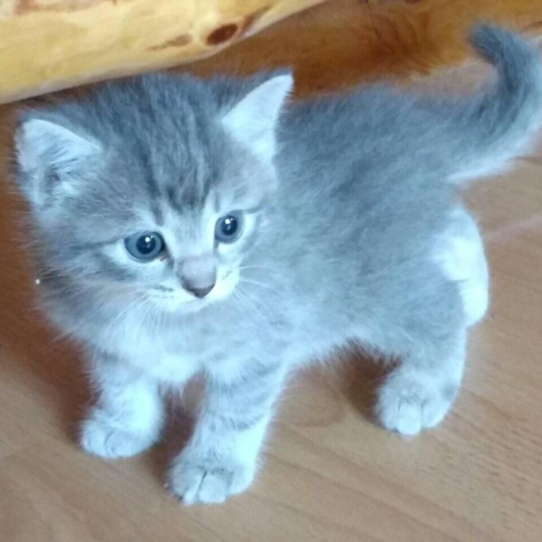 Кошки авито нижний новгород