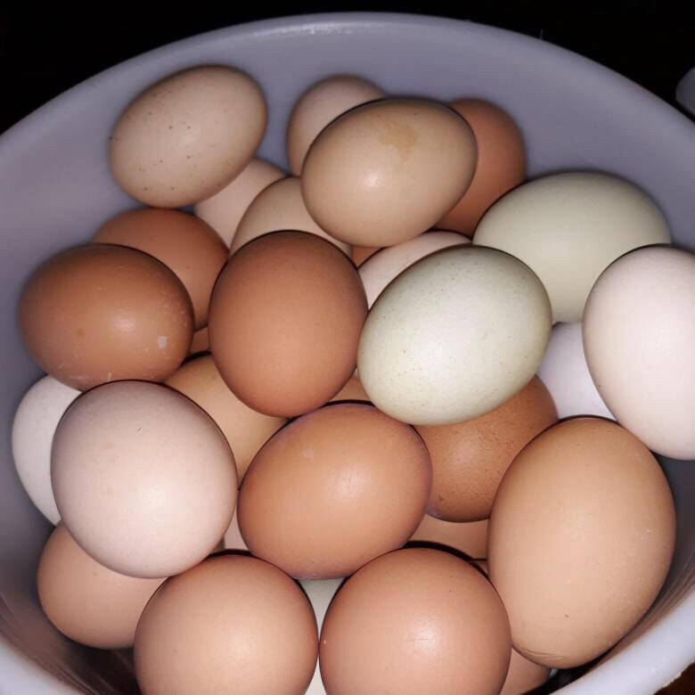 Купить яйцо в белгородской области. Домашние яйца. Яйцо домашнее куриное. Яйца куриные Деревенские. Яйца домашних кур.