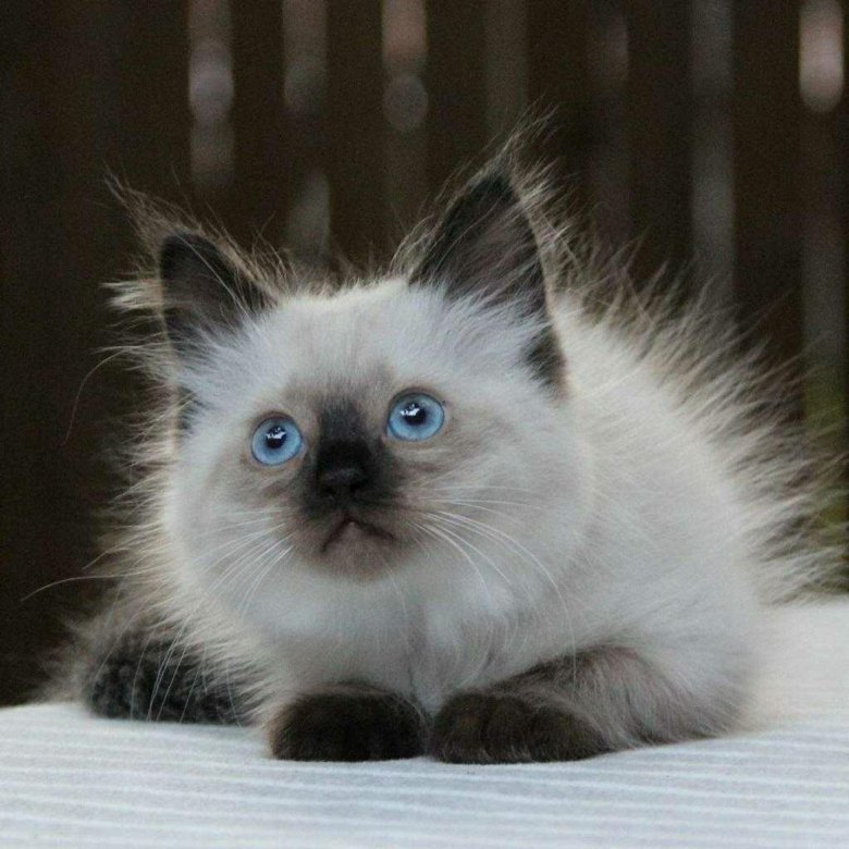 Кот маскарадный