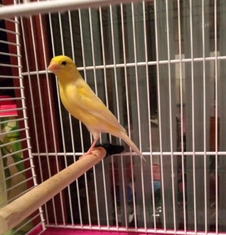 Заводчики певчих кенаров. Канарейки заводчики. Заводчики канареек. Канарейки заводчики. Птичий рынок канарейки.