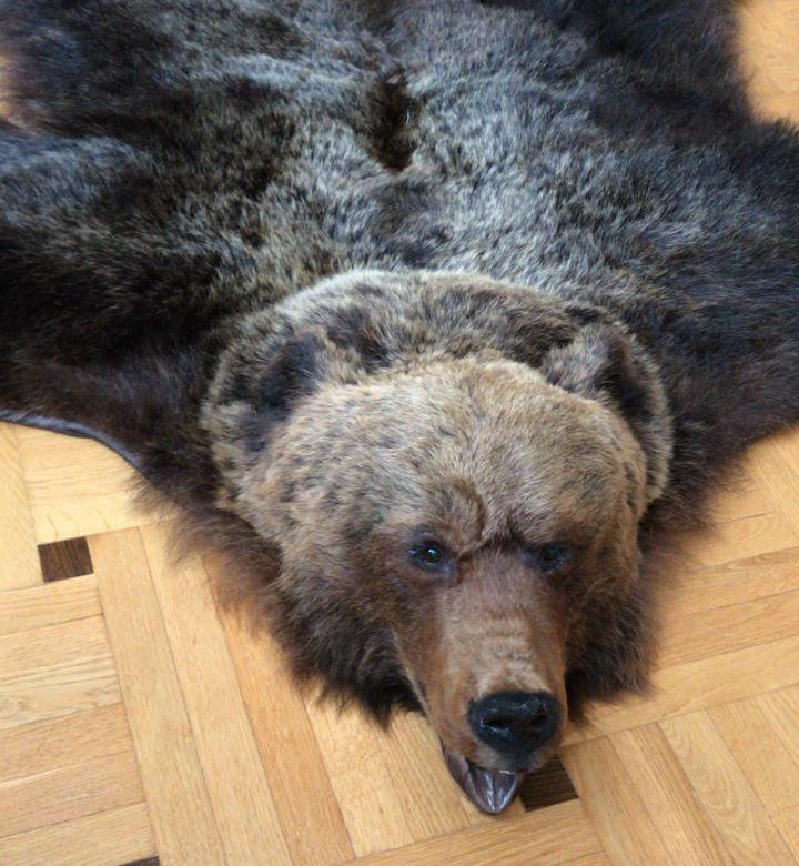 Медвежья шкура фильм 2009. Продать шкуру медведя. Шкура медведя в сантиметрах. Продать шкуру медведя. Ковёр из мевежий шкуры.