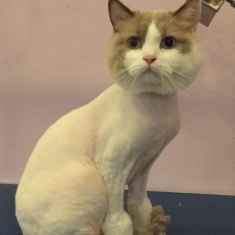 Стрижка кота