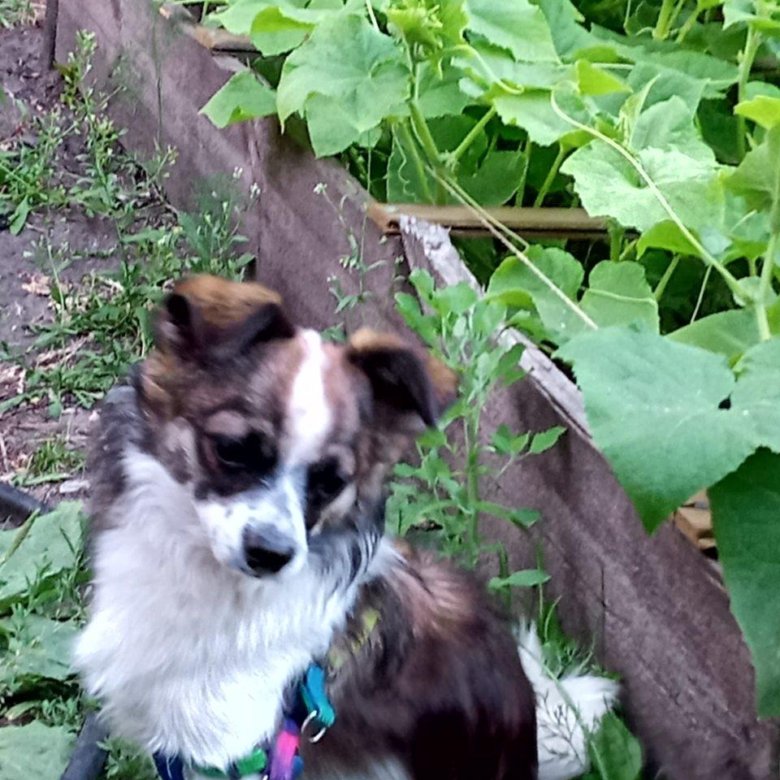 щенки в добрые руки бесплатно в ульяновске. авито ульяновск животные собаки отдам в добрые. ульяновск собаки в добрые руки. отдам щенка. собаки отдам в добрые руки ульяновск.