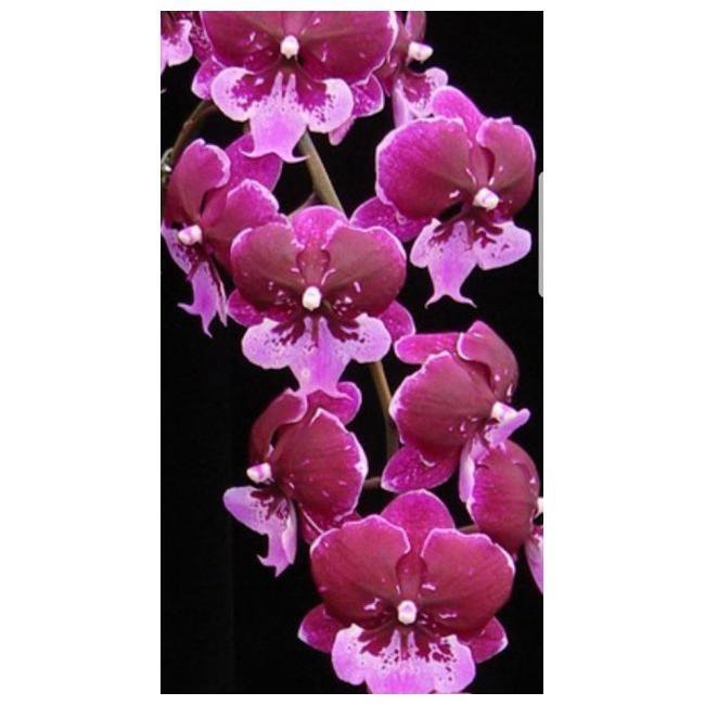 Хот кисс орхидея фото и описание