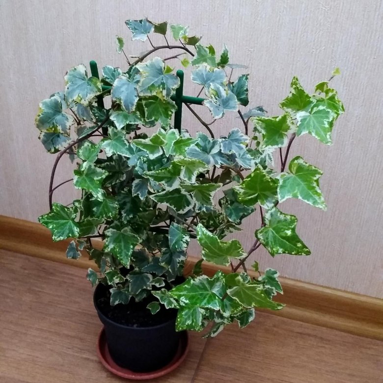 Плющ Комнатный Фото И Названия