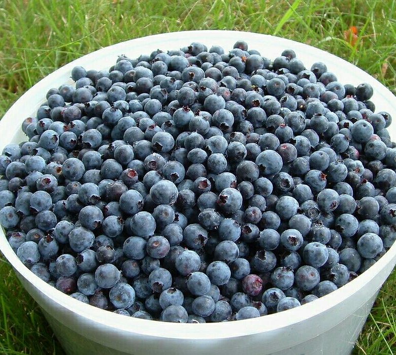 Три литра черники. Литр черники. В 3 литровой банке сколько кг черники. Фотографии черники в банке. 100кг черники.