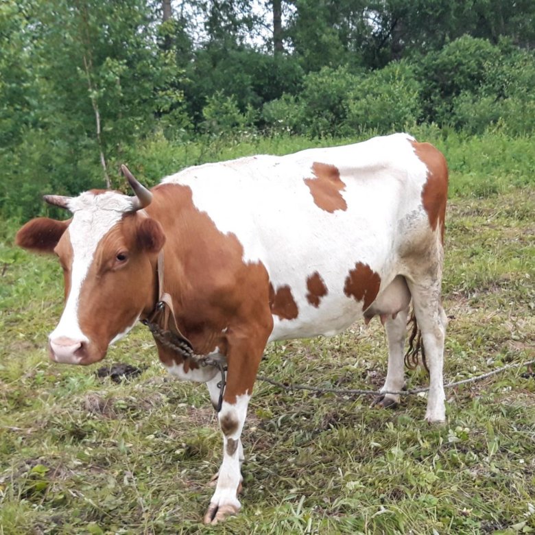 Авито костромская область корова. Стельная корова. Продаётся стельная корова. Объявления коровы.