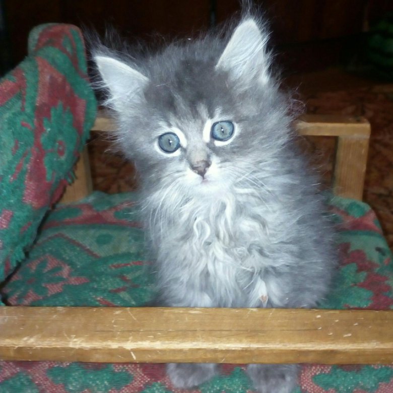 Купить Котенка В Саратове С Фото Авито
