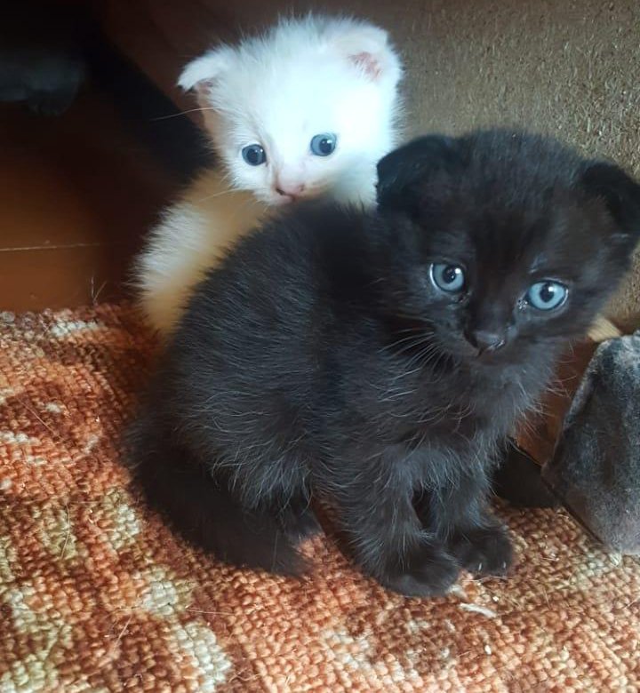 Котята на авито ростов. Шотландские вислоухие чёрные котята 1 месяц. Черные Шотландские вислоухие котята. Черный вислоухий котенок. Маленький черный вислоухий котенок.