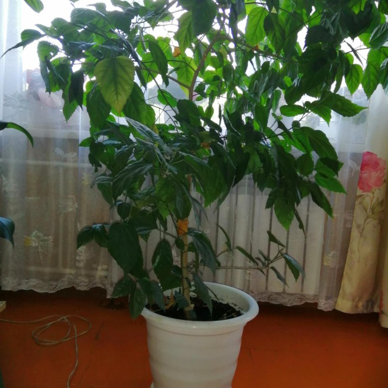 Китайские Комнатные Растения Фото