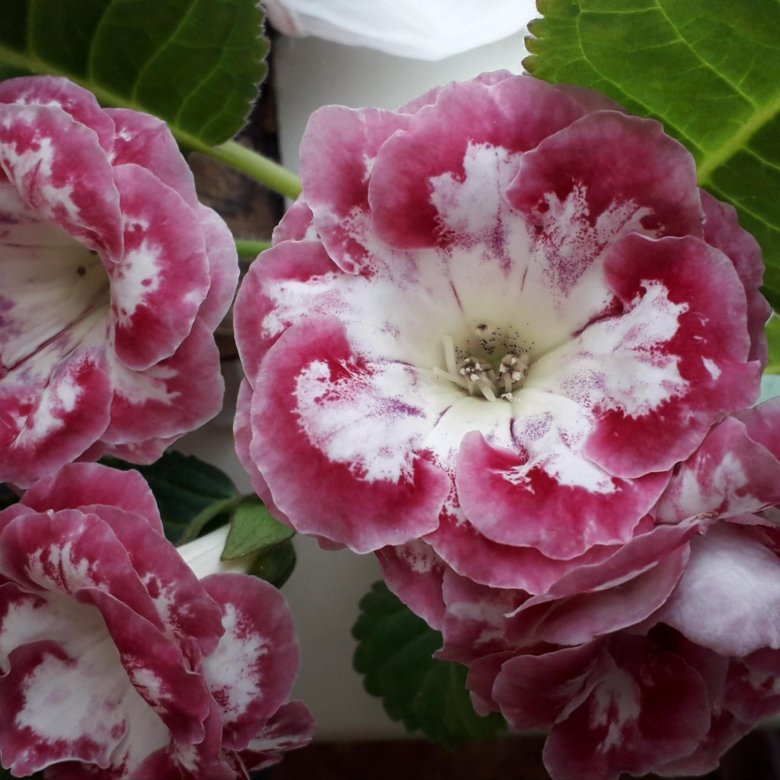 Глоксиния сон о любви фото. Глоксиния чинзано. Глоксиния зимовка. Глоксиния вишня черная. Глоксиния вишенка.