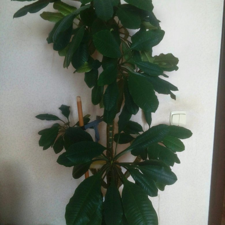 Комнатный цветок молочай – купить в Челябинске, цена 700 руб., продано ...