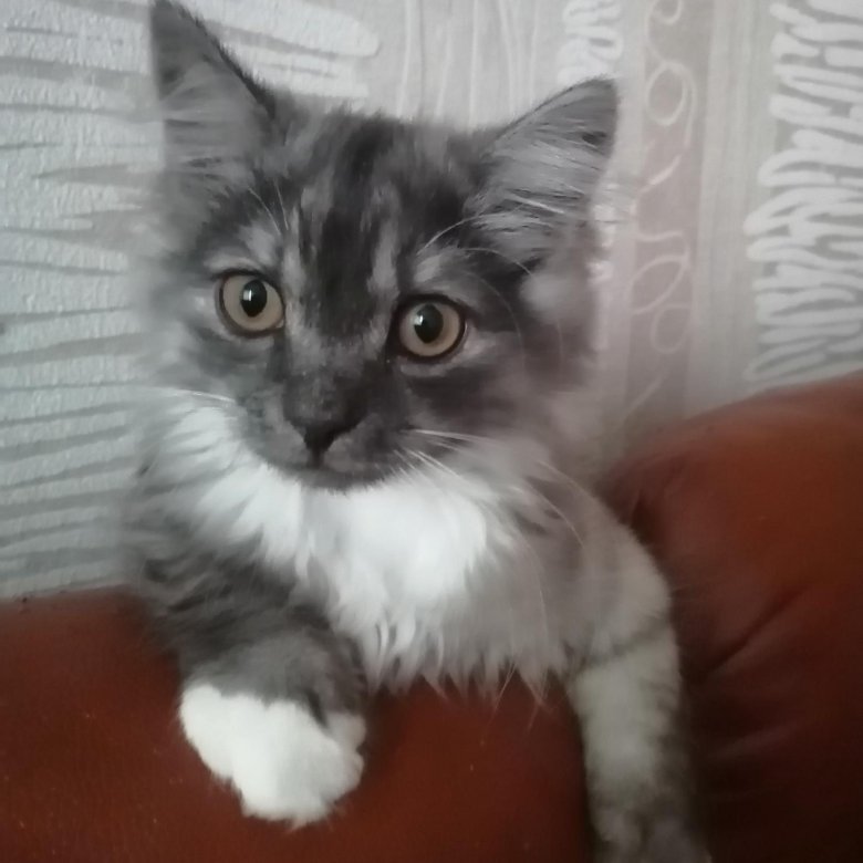 Авито новокузнецк объявления животных. Новокузнецк , щенки коги, найти. Авито новокузнецк объявления животных. Авито новокузнецк объявления животных. Avito новокузнецк объявления.