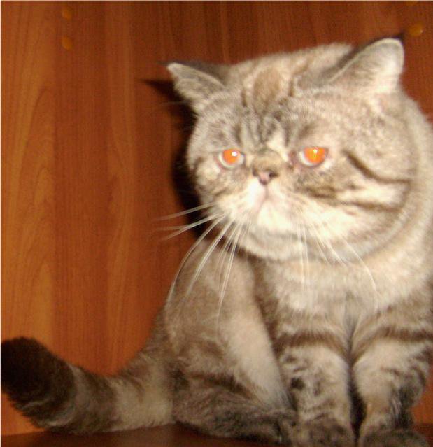 Купить котенка в смоленске. Кот экзот для вязки. Вязка с котом экзота. Кот Смоленский. Смоленская кошка.