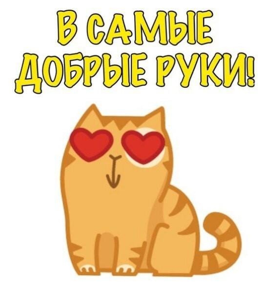 Стикеры вк котики