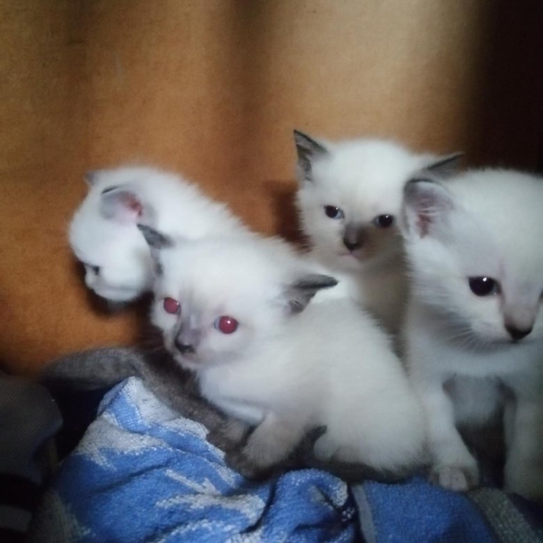 Котята в добрые самара. Маленькие котята в хорошие руки. Белые котята в хорошие руки. Отдам котят в хорошие руки. Белый котенок даром.