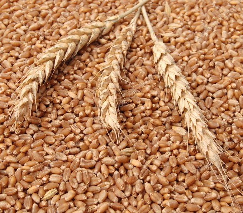Пшеница некондиция. Натура пшеницы. Ячмень некондиция. Зерноотходы пшеницы.