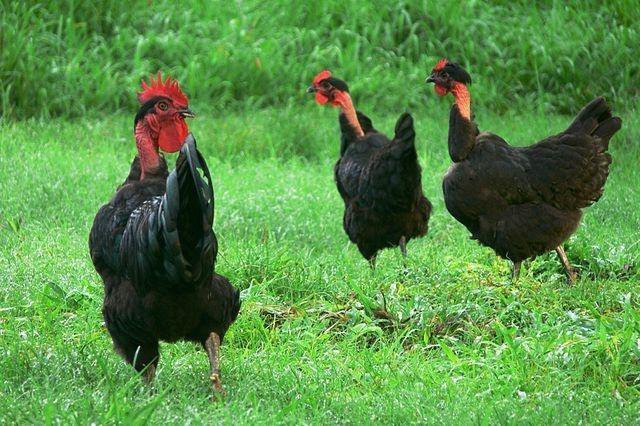 Gallo piroco Chicken breeds for eggs, Chicken breeds, Chickens