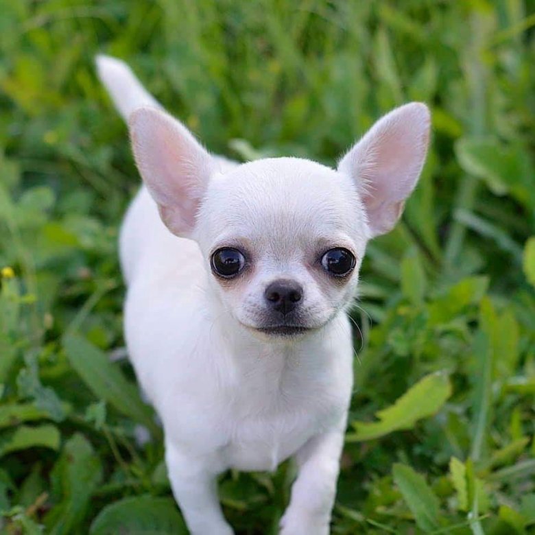 Чихуахуа юки. Чихуахуа мини девочка взрослая. Собаки чихуахуа фото на объявление. Чихуахуа беленький. Папа чихуахуа.