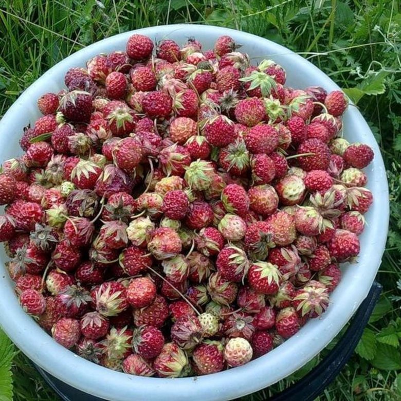 Фото лесной клубники и лесной