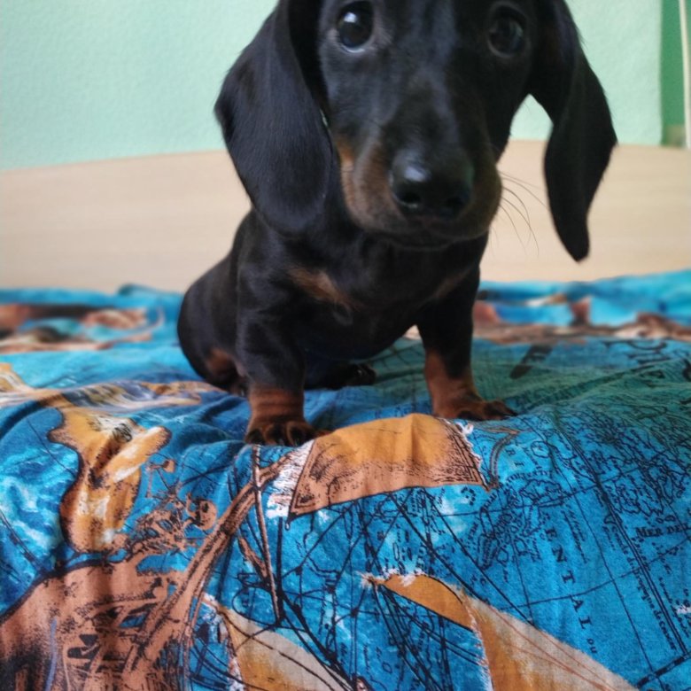 карликовая такса девочка. авито тамбовская область такса. щенки таксы 14 дней. авито тамбовская область такса. карликовая кроличья такса.