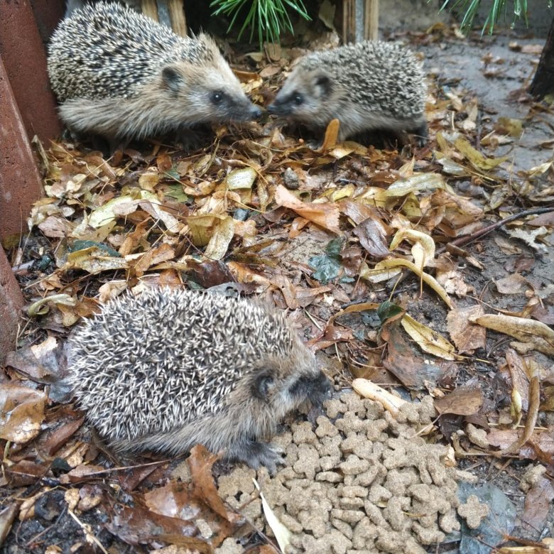 Минусы домашнего ежика. Минусы домашнего ежика. Домик для африканского ежика. Африканские ежата. Африканский карликовый ежик.