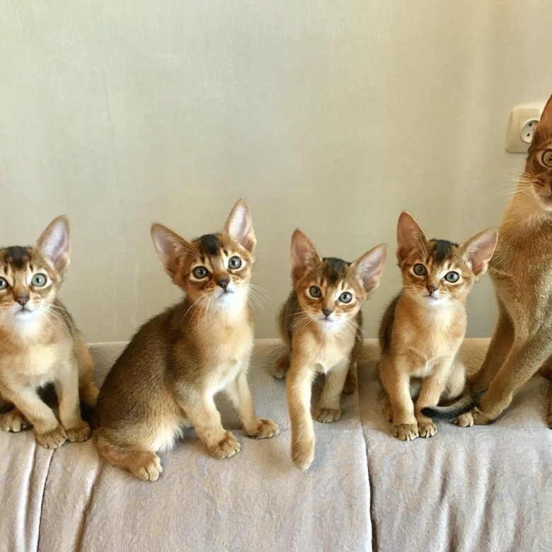 Кошка Абиссинская Фото Характеристики