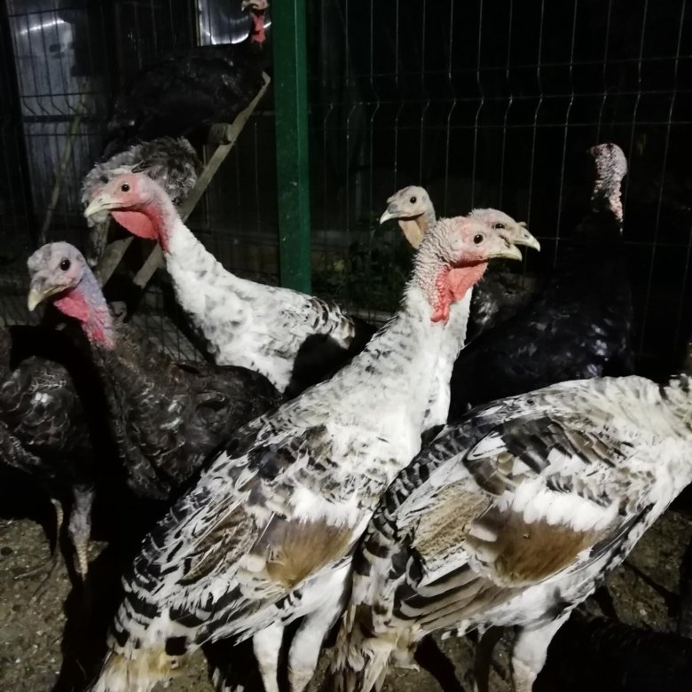Индюки в месяц. Белая широкогрудая индейка. Индюки хайбрид конвертер в 1 месяц. Серые индюки. Индюки 4 месяца.