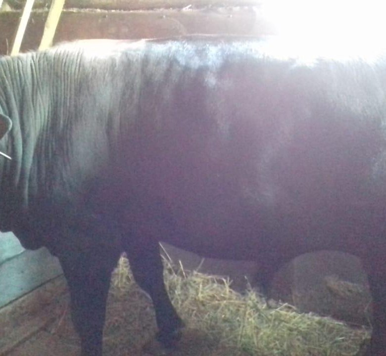 Авито аксубаево животных. Авито аксубаево животных. Авито аксубаево животных. Лошади в татарстане. Молодая корова.