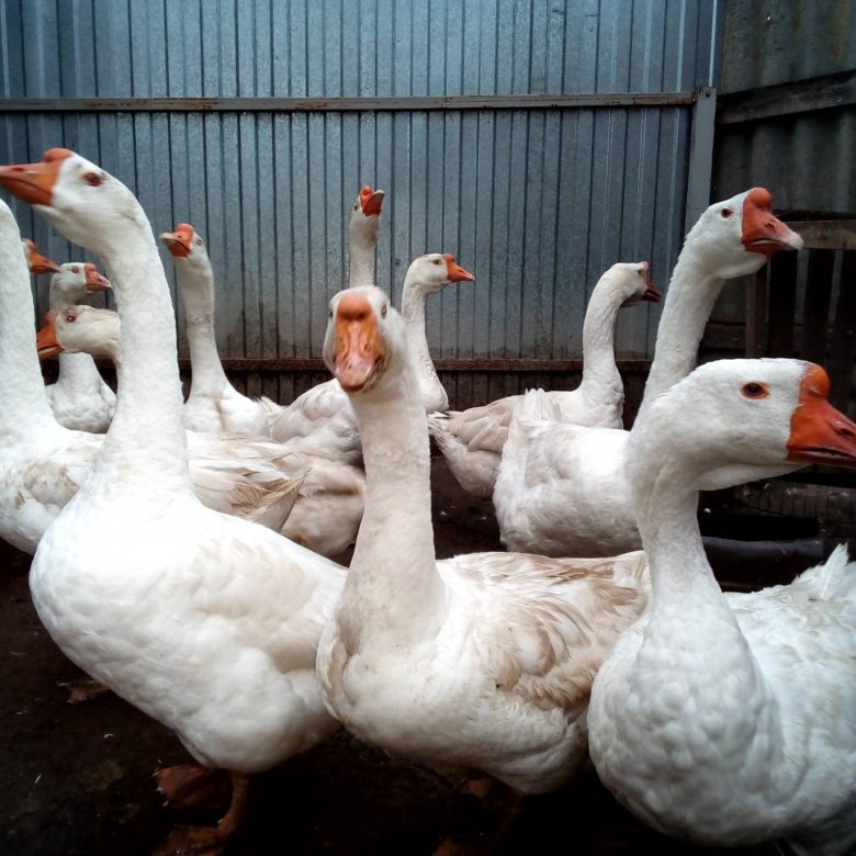 Объявление гусей. Гусь продажный. Порода гусей датский легард. Объявление гусей. Гусь деревенский.