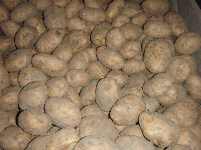 Мелкая картошка. Картофель бейби. Молодой картофель мелкий. Картофель мелкий круглый как называется. Картофель нестандарт.