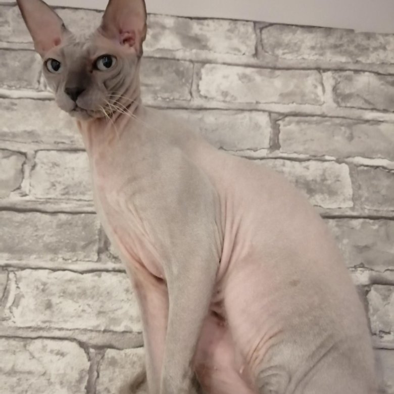 Браш Кошка Фото