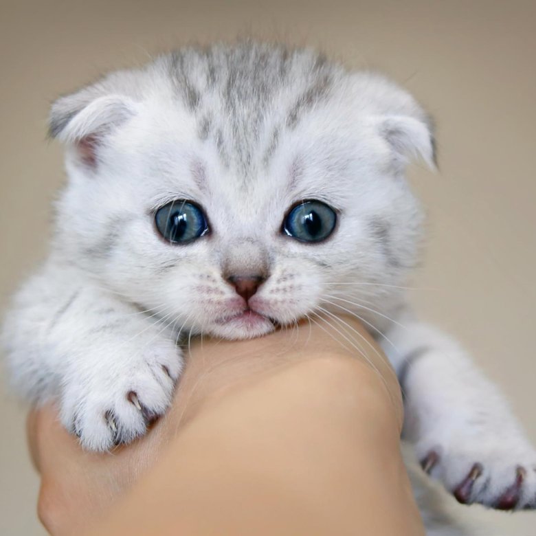 Шотландская Вислоухая Кошка Фото Котят