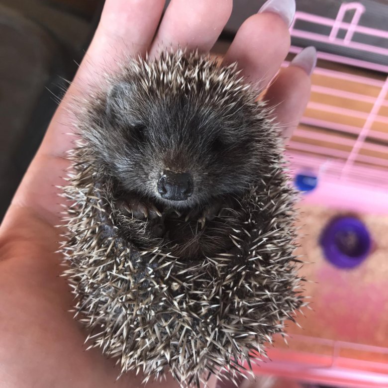 Африканский белобрюхий еж. Домашний ежик. Африканский еж. Африканский белобрюхий еж. Ежик стоит.