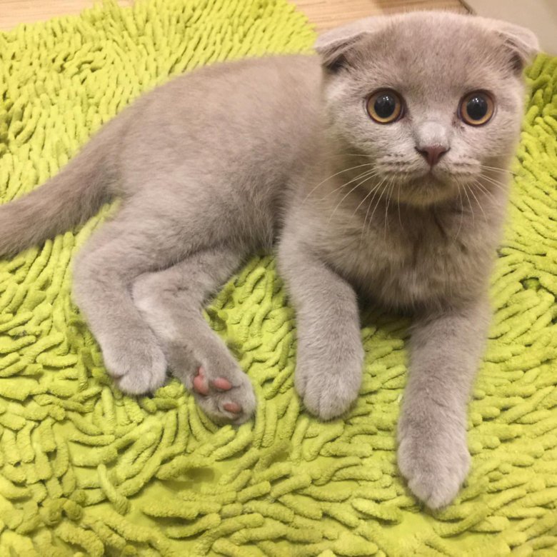Шотландская Вислоухая Кошка Фото Купить