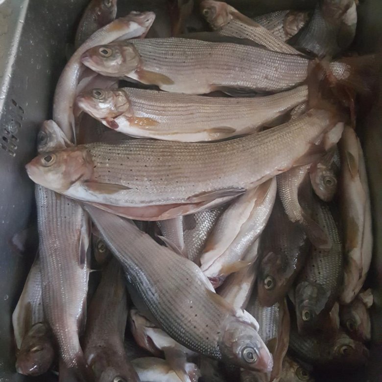 Хариус слабосоленый. Хариус авито. Ангарский хариус. Хариус. Хариус речной.