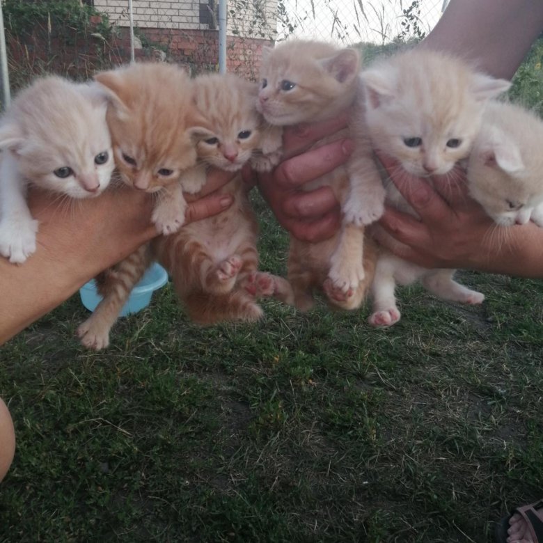 котята даром курск. порода котят ручных ласковых. черный шотландский котенок прямоухий. авито курск котята. котята курск.