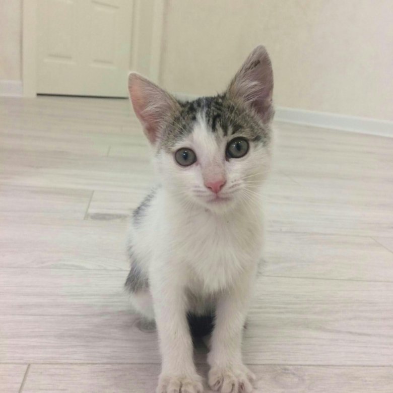Котёнок девочка серая в добрые руки. Котята уфа. Котята уфа. Авито в добрую руку в казани. Котята казань.