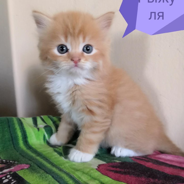 Авито Балаково Купить Котенка С Фото