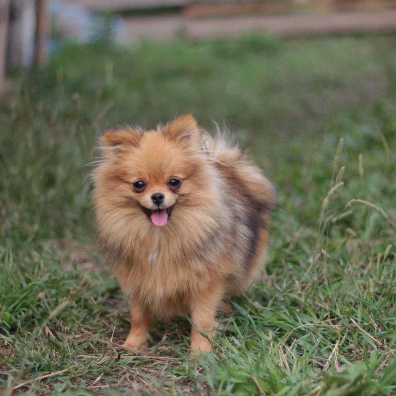 шпиц девочка. минишпиц девочка мерле. померанский шпиц teacup. щенки шпица девочки. шпиц девочка.
