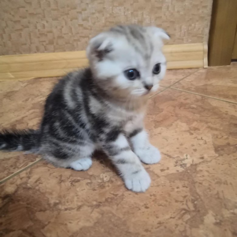 Котята Вислоухие Шотландские Цена На Авито Фото