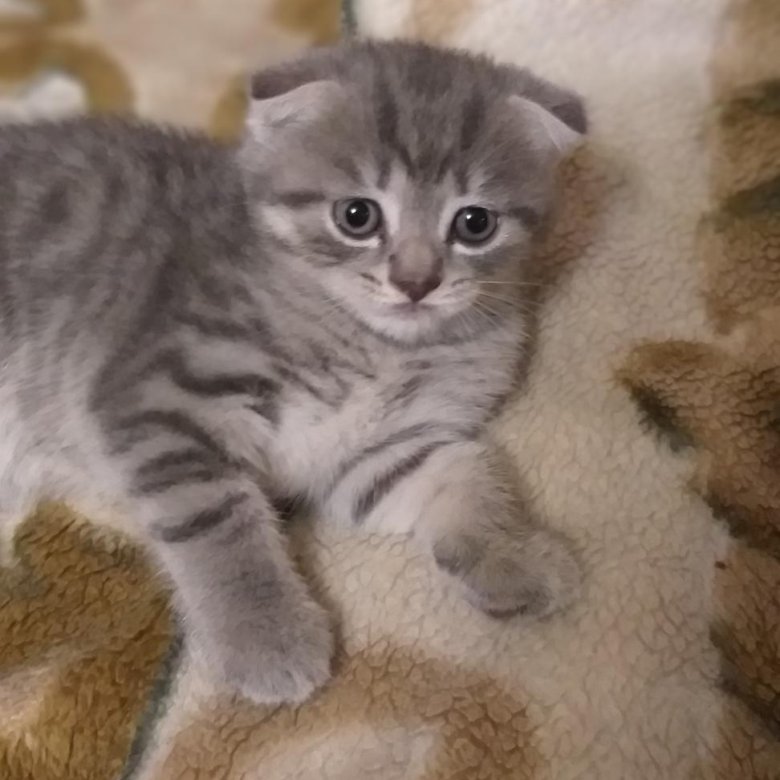 На Авито Выкладывают Не Свои Фото Котят