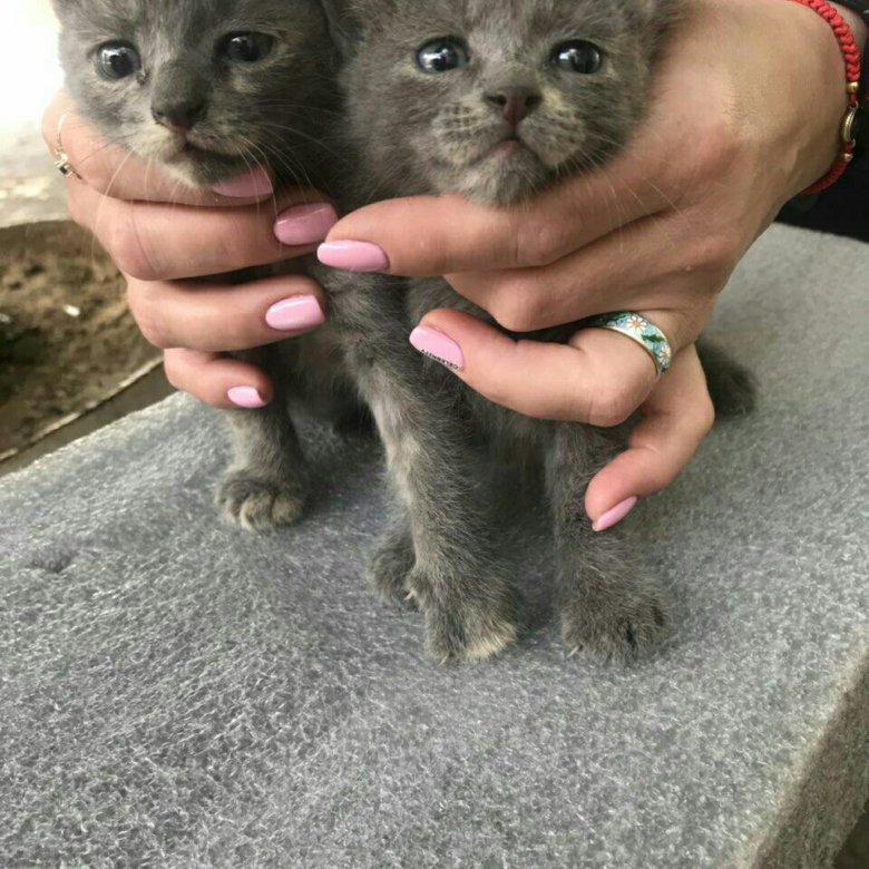 Котята волжский. Котята волжский. Авито волжский кошек. Котята волжский. Авито волжский кошек.