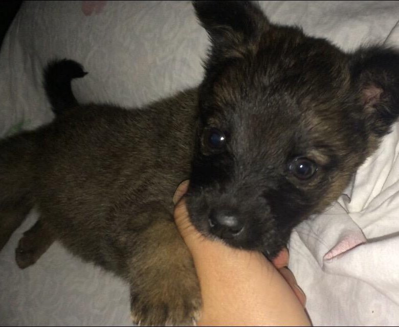Продам отдам щенка. Щенок дворняжки 1 месяц. Дворняга 2. Продам отдам щенка. Курск отдам собаку в хорошие руки маленьких пород.