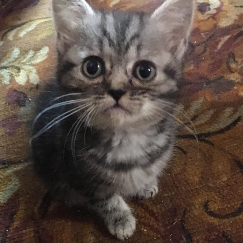 Котята череповец. Котята в златоусте. котята в добрые руки кемеровская область г березовский. отдам котенка березовский свердловская область.