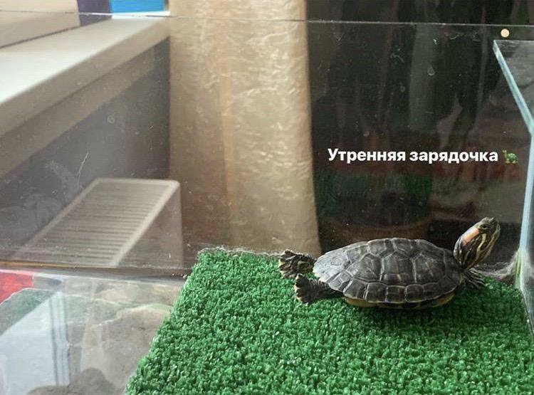 Купить черепаху в новосибирске