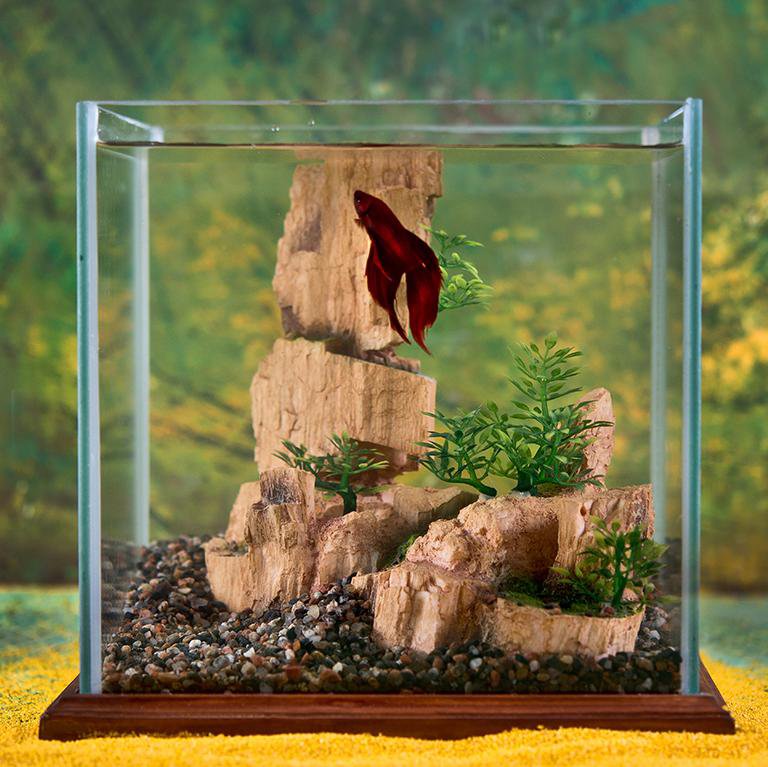 Оформление аквариума для петушка фото