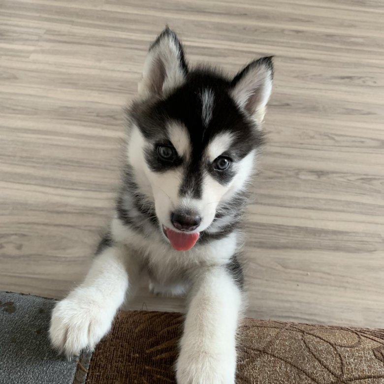 западно-сибирская лайка хакасия. авито абакан собаки. авито хакасия собаки. хакасия собака. зсл лайка.